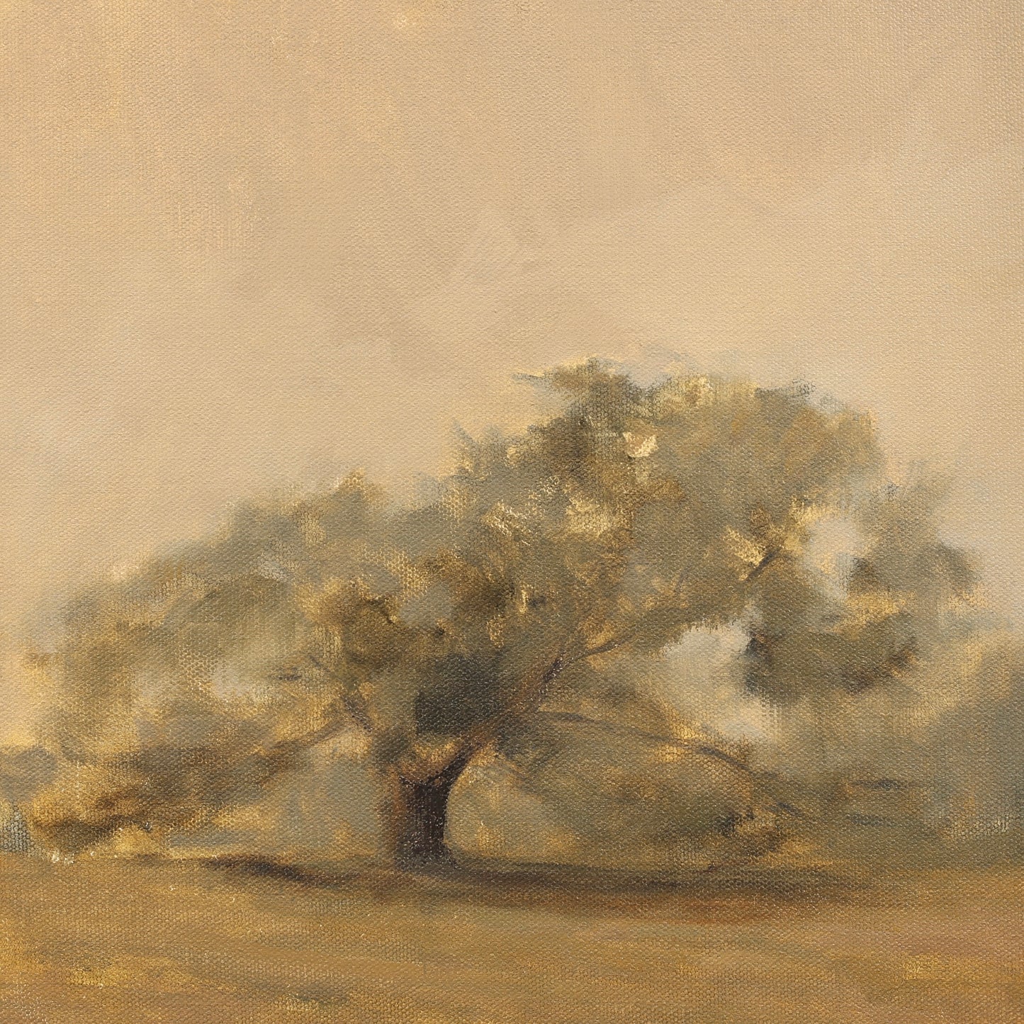 Old Oak, 12x12"